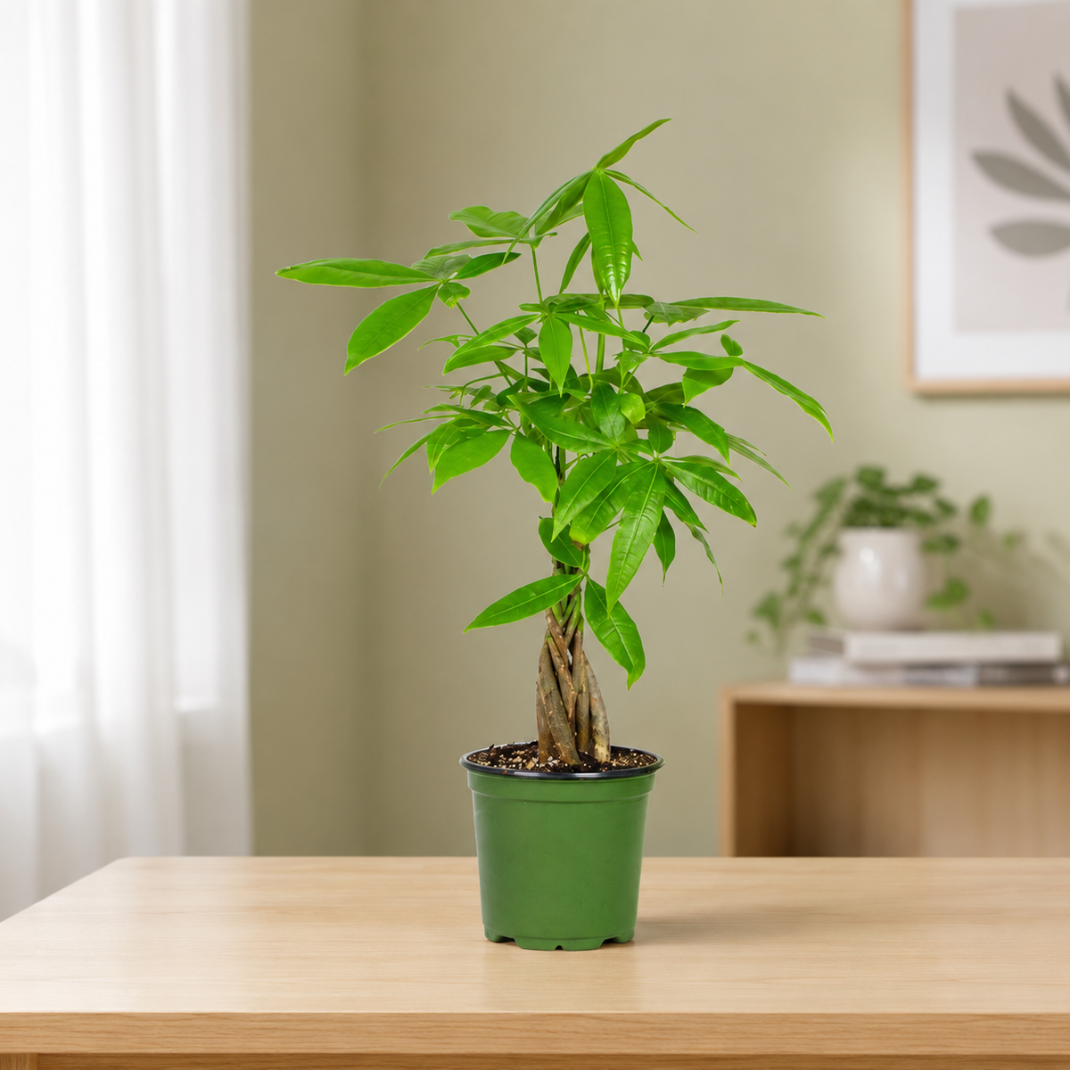 Money Tree Plant
