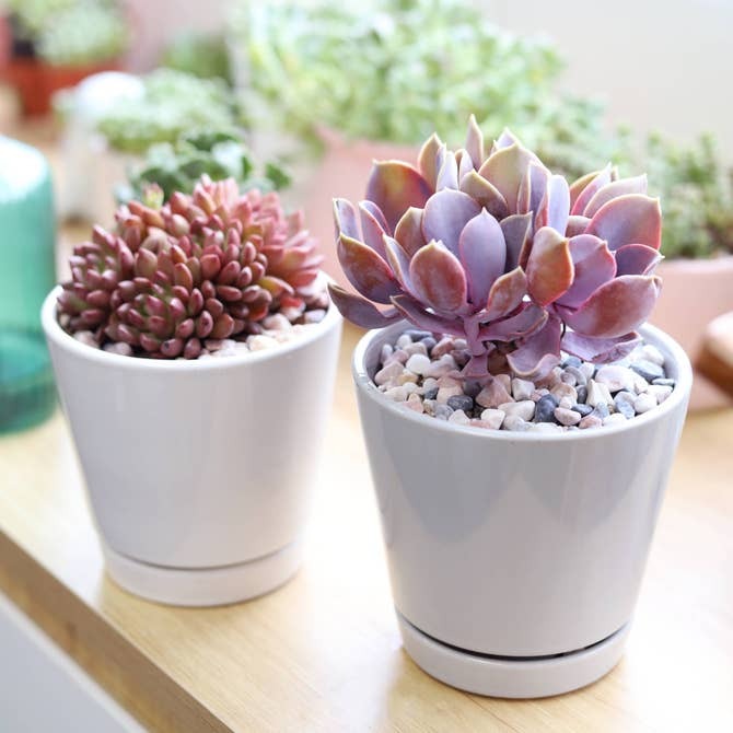 Buy minimalist ceramic pots for succulents and houseplants, Plant pot with drainage hole and saucer for sale online