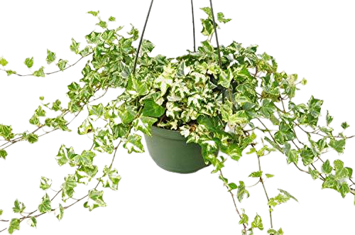 6" pot english ivy 'kolibre' live air plant for sale, dense creamy white variegated trailing foliage, glossy textured lobed leaves, fast-growing evergreen vine, air-purifying and toxin-reducing qualities, displayed on a high shelf for a lush trailing bohemian accent, a wonderful gift for houseplant collectors