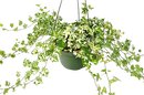 6" pot english ivy 'kolibre' live air plant for sale, dense creamy white variegated trailing foliage, glossy textured lobed leaves, fast-growing evergreen vine, air-purifying and toxin-reducing qualities, displayed on a high shelf for a lush trailing bohemian accent, a wonderful gift for houseplant collectors