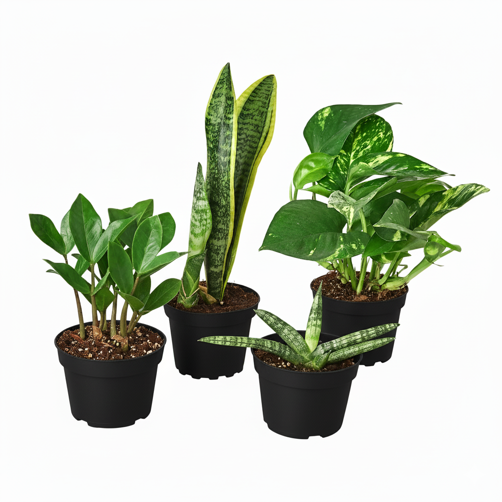 easy to maintain plants, low-maintenance plants indoor, easy plants to take care of for beginners, best plants for beginners indoor, 4 inch live plants for sale