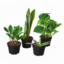 easy to maintain plants, low-maintenance plants indoor, easy plants to take care of for beginners, best plants for beginners indoor, 4 inch live plants for sale