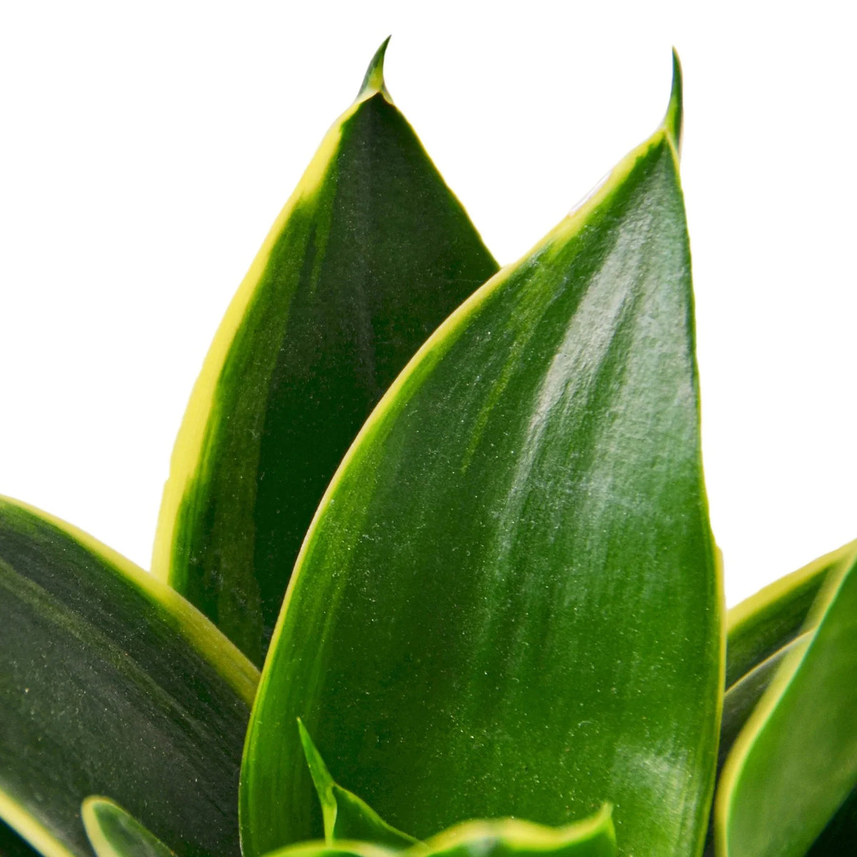 4" pot snake plant emerald star live houseplant for sale, stiff upright glossy foliage in rich forest green with bright yellow leaf edges, slow-growing evergreen perennial, tolerates low light and dry indoor air, bold sculptural statement piece for contemporary home decor, makes an ideal long-lasting housewarming or birthday gift