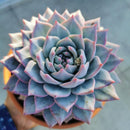 Echeveria Blue Bird  inch grower pot for sale online, Best Rosette Succulent for Wedding Party Favors, Succulents for Sale USA