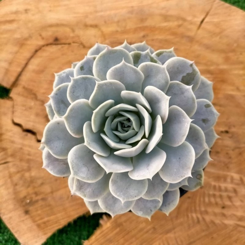 Echeveria Fury 2 inch Rosette Succulent for sale, Rosette Shaped Succulent for Wedding Favors, Unique Succulent Gift Ideas, Types of Echeveria Plants for sale