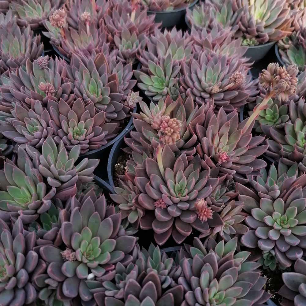 Adorable pink rosette succulent for sale, Echeveria Rusby 4 inch Pot for Sale Online, Colorful Succulents for Wedding Favors, Live Unique Succulent Gift Ideas