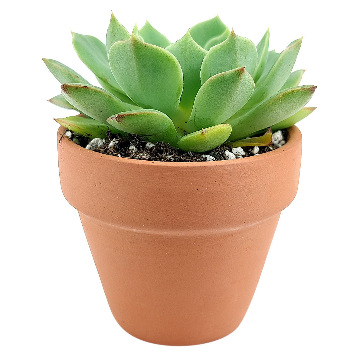 Echeveria Ramillette Succulent Plant, Mexican Hens and Chicks, Apple Green Rosettes, Buy Succulents Online, Shop Succulents in California, Succulents Home Decor, Types of Echeveria Succulents, Easter echeveria gift, Echeveria gift for thanksgiving, echeveria, echeveria succulent, echeveria types, succulent echeveria, buy succulents online, succulent shop, succulent store, echeveria plant, indoor succulents