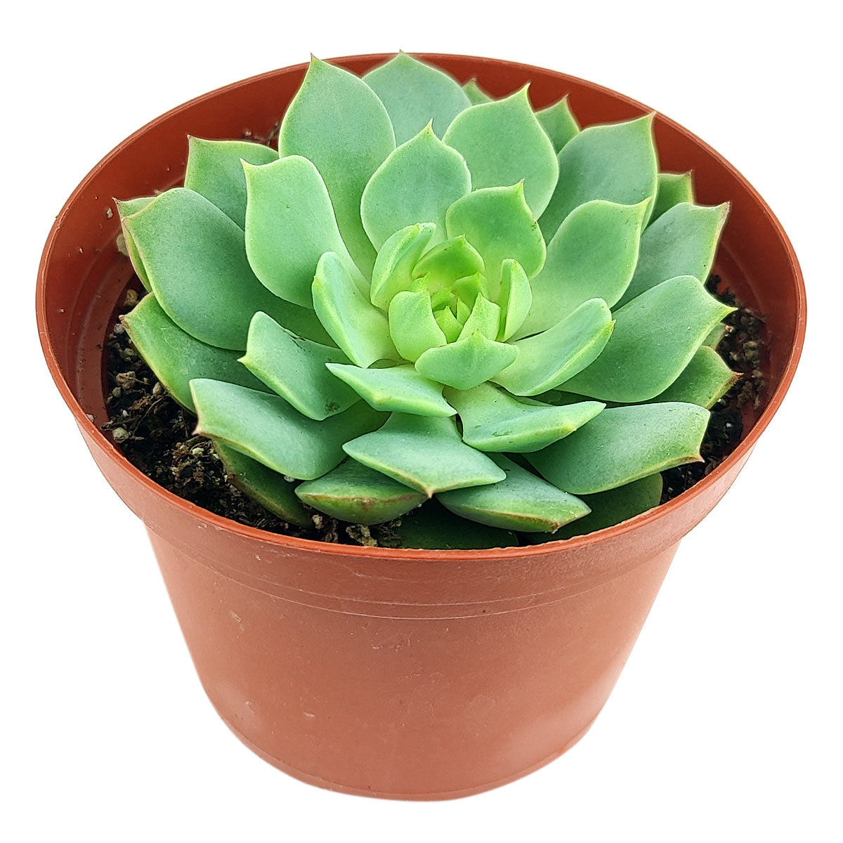 buy succulents online india Echeveria Ramillette Succulent | Mexican Hens and Chicks Care Guide