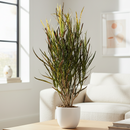 8 inch tropical houseplants, colorful large plants for home decoration, decorative live plants for sale