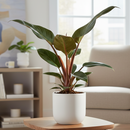 Philodendron &#39;Congo Rojo&#39;, 6 inch Philodendron &#39;Congo Rojo&#39;, 6 inch houseplants, buy plants online, buy plants in ca, live plants near me