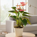 Anthurium Pink, Anthurium Flowers, Flowering Houseplants, Colorful Flowering Houseplants, Indoor Houseplants, Air Purifying Houseplant, Best Plants for Beginners, Easy Care Houseplant, Anthurium Plant Care Guide