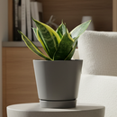 houseplants with big leaves, ocean star plant, ocean star sansevieria hahnii, Mother-In-Law&#39;s Tongue, sansevieria hahnii care, sansevieria hahnii types