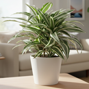 Dracaena Warneckii, Dracaena deremensis, popular houseplant for home and office, low light houseplant, best air-purifying plant, Large HousePlant for Sale