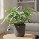 Blue Star Fern, Phlebodium aureum, Phlebodium aureum &#39;Star Fern&#39;, Indoor Houseplants, Blue Star Fern Care Tips, How to Grow Blue Star Fern, air-purifying houseplants