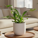 Staghorn Fern, How to Care for Staghorn Fern, Easy Care Houseplants, Indoor Houseplants, Air Purifying Houseplants