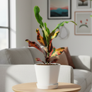 Croton Mammy, Colorful Foliage Houseplants, Houseplants for Homes and Offices, Live Croton Mammy, Air-purifying houseplants, Buy Croton Mammy Online