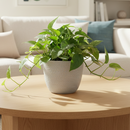 Epipremnum Pinnatum Cebu Blue for sale, Purchase Cebu Blue Epipremnum, Best Hanging Houseplants to Grow, Rooted Cebu Blue Pothos 4 inch Grower Pot