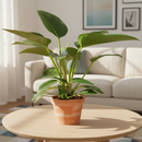 Philodendron Congo Green 6 inch for sale online, Rare foliage plant for home office decor, Fast-growing plant with a striking glossy heart-shaped foliage