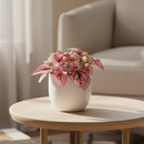 pink polka dot plant outdoors, pink polka dot splash plant, hypoestes &#39;pink&#39;, hypoestes pink splash care, hypoestes pink plant, pink hypoestes care, how to take care of pink polka dot plant, perfect houseplant for indoor home decor