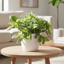 6 inch Tradescantia albiflora Variegata, 6 inch houseplants for sale, easy to care houseplants