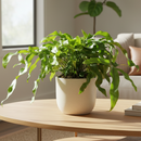 Microsorum diversifolium Kangaroo Paw Fern in 6&quot; Pot for sale, Buy Houseplants Online, Pet Safe Indoor Plants to Grow