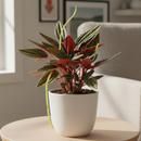 peperomia plant, peperomia plant care, caring for peperomia, peperomia light requirements, online plant nursery california
