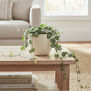 How to grow String of Hearts, succulent gifts, succulents for sale, string of hearts plant