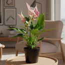 Anthurium Lilli Pink, Anthurium Flowers, Flowering Houseplants, Colorful Flowering Houseplants, Indoor Houseplants, Air Purifying Houseplant, Best Plants for Beginners, How to Care for Anthurium Plant, Anthurium Plant Care Guide