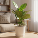 Ficus Audrey, Fiddle Leaf Fig, air-purifying houseplant, medium to bright light houseplant, houseplants for homes and offices, buy Ficus Audrey online, where to buy Ficus Audrey