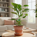 best place to buy vegetable plants near me, buy vegetable plants online, live vegetable plants