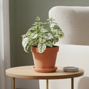 white hypoestes polka dot plant, hypoestes splash white, white splash select polka dot plant, polka dot plant green and white, white splash polka dot plant