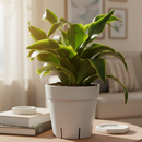 Dracaena Tornado, Dracaena Houseplants, Indoor Houseplants, Unique Foliage Houseplants, Easy Care Houseplants, How to Care for Dracaena Tornado