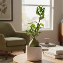 4 inch ant plant, unique live houseplants, 4 inch indoor plants, buy houseplants online, plant shops in ca