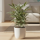 Aralia Bianca, 3 inch Aralia Bianca for sale, colorful houseplants, decorative live plants, buy small live plants online