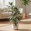 3 inch Aralia Green, Aralia Green for sale, buy Aralia Green online, live plants for home decor, buy live plants online