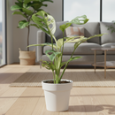 Tropical rainforest plant, Humidity-loving plant, Collector’s Monstera, Indoor climbing plant, rare houseplants for sale