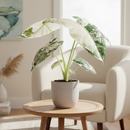 4 inch Alocasia Micholitziana &#39;Frydek&#39; Variegated, rare tropical live plants, decorative plants, collective live plants, buy live plants online