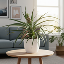 Bromeliad 'Yellow Pineapple', 6 inch houseplants, decorative live plants, buy live plants online, Bromeliad 'Yellow Pineapple' for sale