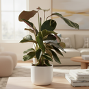 variegated foliage houseplants, indoor plant for sale, rare houseplants, gift for plant lovers