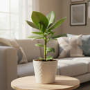 large houseplants for sale, buy live plants online, tropical houseplants for sale, indoor plants for sale