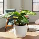 4 inch Homalomena &#39;Camouflage&#39;, unique houseplants for sale, rare live indoor plants, buy houseplants online