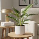 8 inch Philodendron Ring of Fire Variegated, decorative plants for office/home, buy large indoor plants online