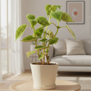 4 inch Pilea 'Moon Valley', Friendship plant, Tropical foliage plant, Air-purifying plant



