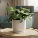 6 inch Pothos Jade Satin, large tropical houseplants, best for beginner live plants, easy to grow tropical plants