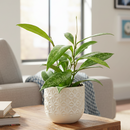 Hoya Pubicalyx, Hoya Silver Pink, easy to care for houseplant, plant gift ideas, best Hoya plant, Hoya Pink Silver for sale