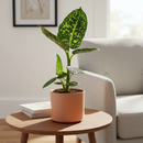 6 inch decorative tropical plants, neon-green variegation plants, online plants shop, plants shop near me