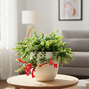 8 inch Curly Lipstick Plant, large flowering live plants, indoor plants for sale, buy live plants online