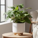 6 inch Calathea &#39;Musaica&#39;, large indoor plants, 6 inch tropical houseplants, xmas gifts 2025, decorative plants