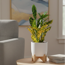 3 inch Tropical houseplant, small houseplants for small spaces, outdoor décor plants, small colorful houseplants