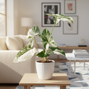 Syngonium Albo Variegata with dramatic white and green marbled foliage, Rare houseplant to grow, Houseplant Gift Decor Ideas